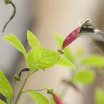 фото