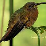 Краснохвостый колибри-отшельник / Glaucis hirsutus