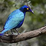 Великолепный спрео / Lamprotornis splendidus