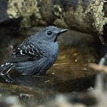Xingu Scale-backed Antbird / Willisornis vidua