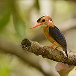 Крошечный зимородок / Ispidina picta