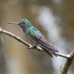 Blue-chested Hummingbird / Polyerata amabilis
