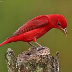 Summer Tanager / Piranga rubra