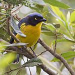Santa Marta Mountain Tanager / Anisognathus melanogenys
