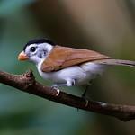 Black-headed Parrotbill / Paradoxornis margaritae