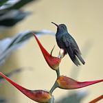 Blue-vented Hummingbird / Saucerottia hoffmanni