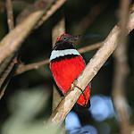 Суланская питта / Erythropitta dohertyi