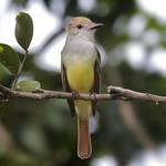 Коричневохохлый миарх / Myiarchus tyrannulus