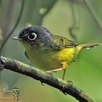White-spectacled Warbler / Phylloscopus intermedius