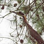 White-eared Night Heron / Oroanassa magnifica