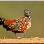 Painted Spurfowl / Galloperdix lunulata