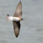 Northern Rough-winged Swallow / Stelgidopteryx serripennis