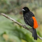 Flame-rumped Tanager / Ramphocelus flammigerus