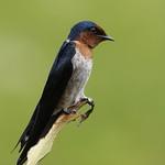 Hirundo javanica