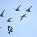 Nordmann's Greenshank / Tringa guttifer