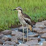 Австралийская авдотка / Burhinus grallarius