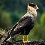 Равнинная каракара, каранчо / Caracara plancus