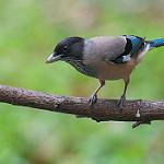 Гималайская сойка / Garrulus lanceolatus