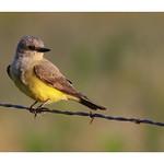 Western Kingbird / Tyrannus verticalis