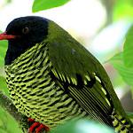 Barred Fruiteater / Pipreola arcuata