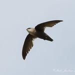 Chimney Swift / Chaetura pelagica
