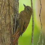 Долотоклювый древолаз / Glyphorynchus spirurus
