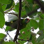 Филиппинский лорикулюс / Loriculus philippensis