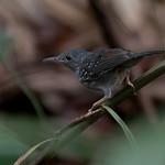 Humaita Antbird / Myrmelastes humaythae