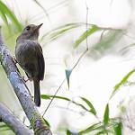 Brown-breasted Bamboo Tyrant / Hemitriccus obsoletus
