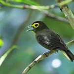 Lemon-spectacled Tanager / Chlorothraupis olivacea