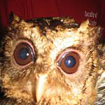 Reddish Scops Owl / Otus rufescens