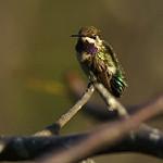 Short-tailed Woodstar / Myrmia micrura