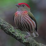 Kinglet Manakin / Machaeropterus regulus