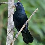 Красношапочная танагра / Tachyphonus coronatus