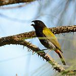 Yellow-shouldered Grassquit / Loxipasser anoxanthus