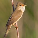 Болотная камышовка / Acrocephalus palustris