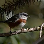 Bay-chested Warbling Finch / Castanozoster thoracicus