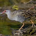 Африканский коростель / Crecopsis egregia