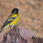 Ethiopian Siskin / Serinus nigriceps