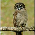 Brown Wood Owl / Strix leptogrammica