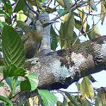 Серамский кожеголов / Philemon subcorniculatus