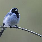 Чернолицая танагра / Schistochlamys melanopis
