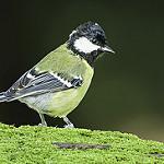 фото