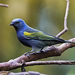 Golden-chevroned Tanager / Thraupis ornata