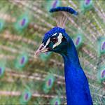 Фазановые / Phasianidae фото