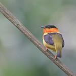 Orange-collared Manakin / Manacus aurantiacus