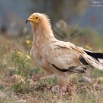 Стервятник / Neophron percnopterus