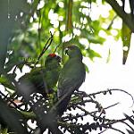 Норфолкский какарики / Cyanoramphus cookii