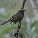 Шиферный виреон / Vireo brevipennis