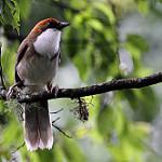 Rufous-crowned Laughingthrush / Pterorhinus ruficeps